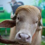 Bangladesh, bœuf albinos, Donald Trump