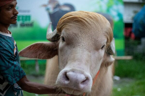 Bangladesh, bœuf albinos, Donald Trump