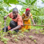 Bénin, Agriculture