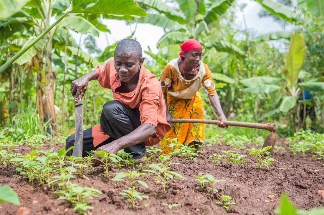 Bénin, Agriculture